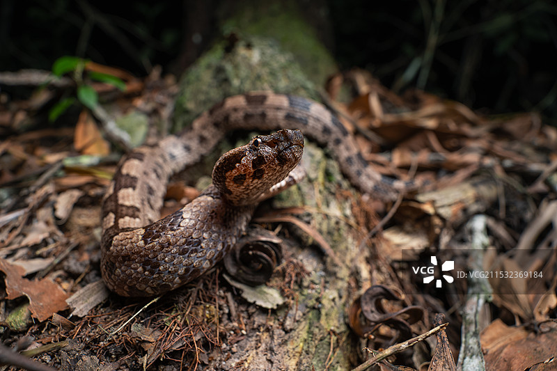 烙铁头蛇图片素材