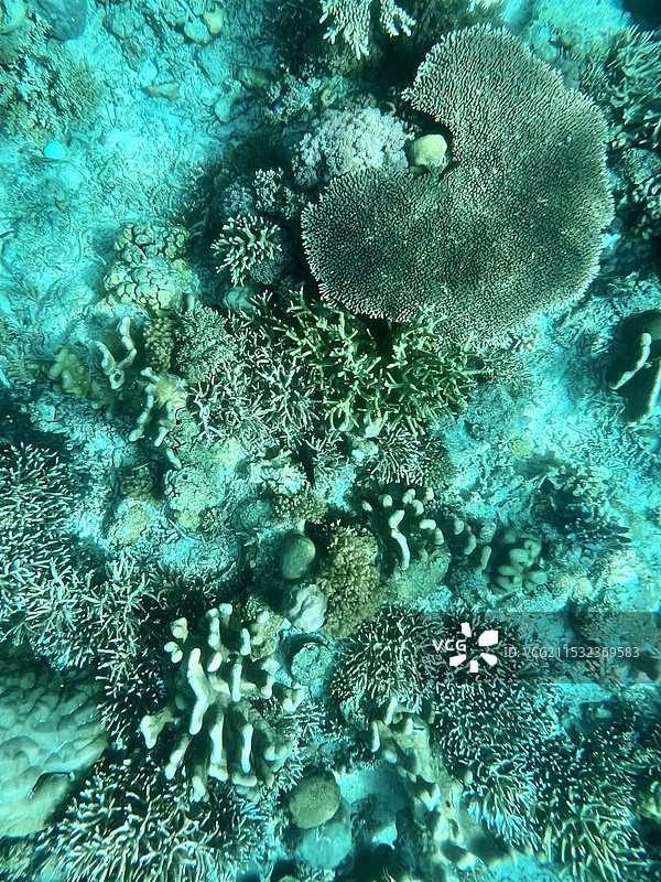 海底世界中的珊瑚礁图片素材