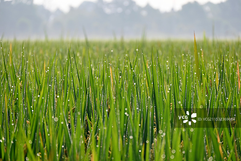 初秋的晨露和青黄的稻子图片素材