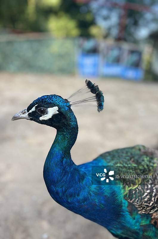 孔雀在户外栖息的特写镜头图片素材