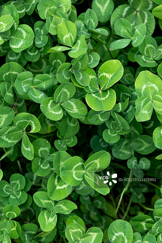 四叶草图片素材