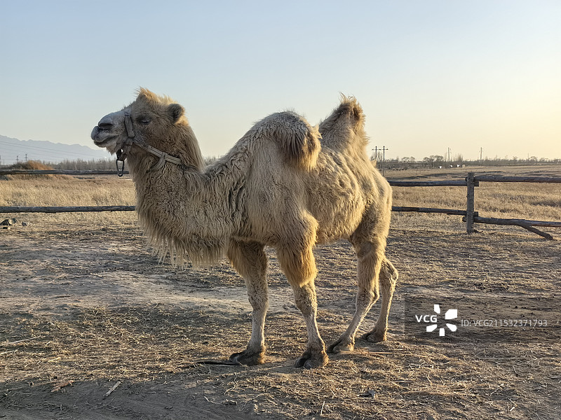 骆驼图片素材
