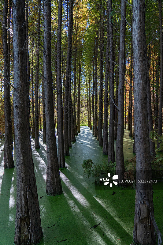 水中的水杉树图片素材