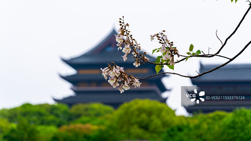 重元寺泡桐花开图片素材