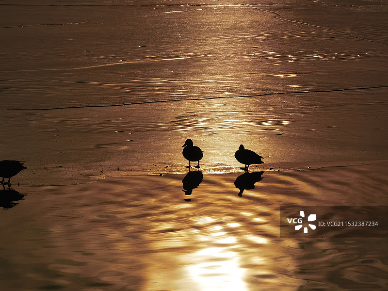 对影成三鸭图片素材