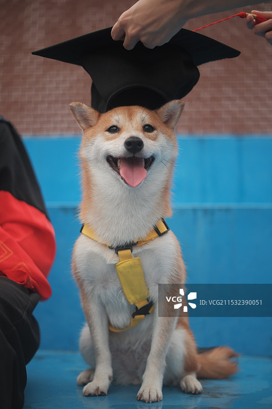 博士毕业的柴犬图片素材
