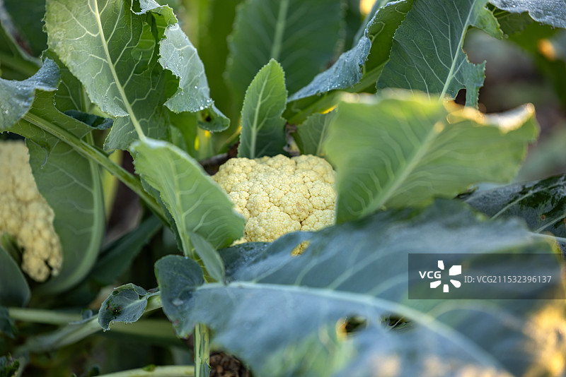 农村乡下菜园子里种植的蔬菜花菜图片素材