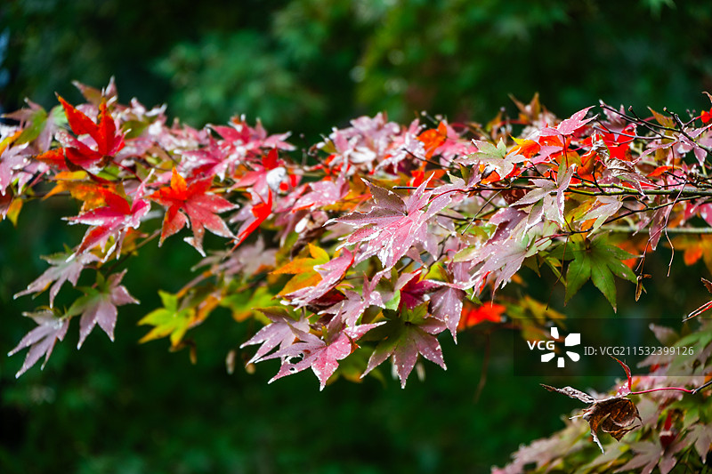 苏州天平山的一枝枫叶红叶特写图片素材