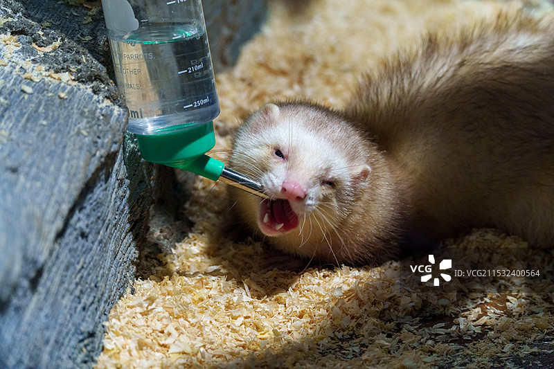 喝水的貂图片素材