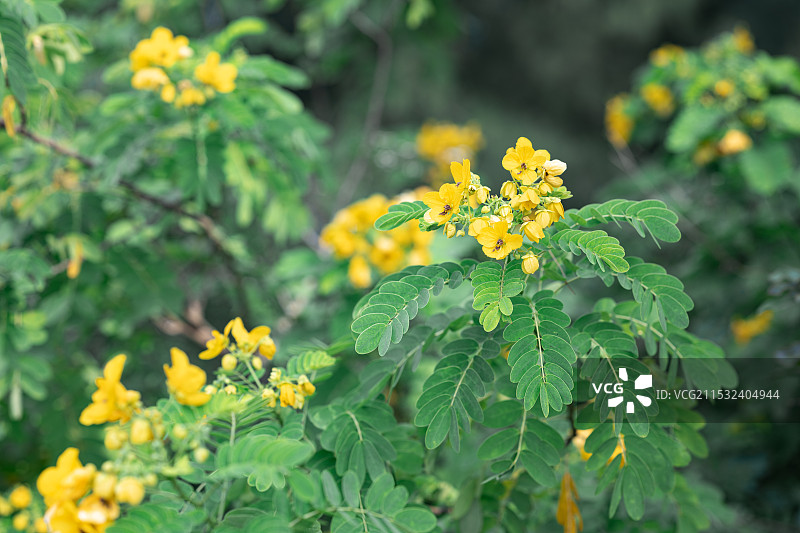 黄槐决明花图片素材