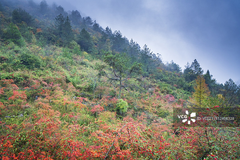 千野草场的秋天图片素材