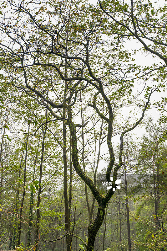秋天山路边的树图片素材