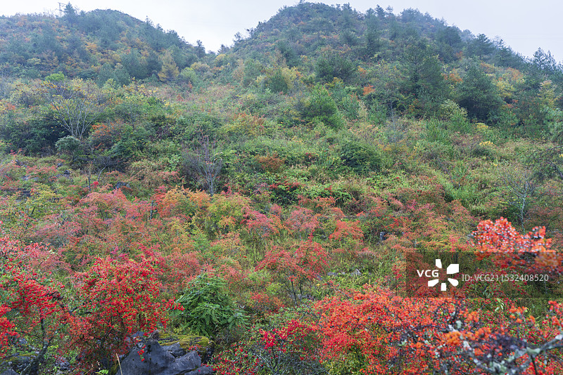 千野草场的秋天图片素材