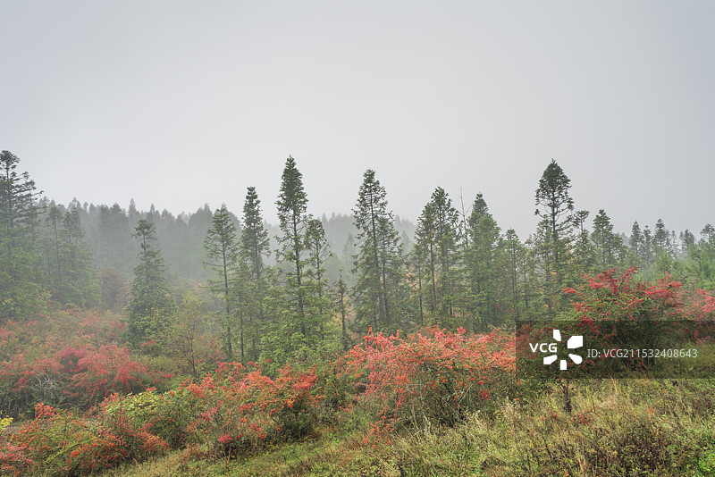千野草场的秋天图片素材