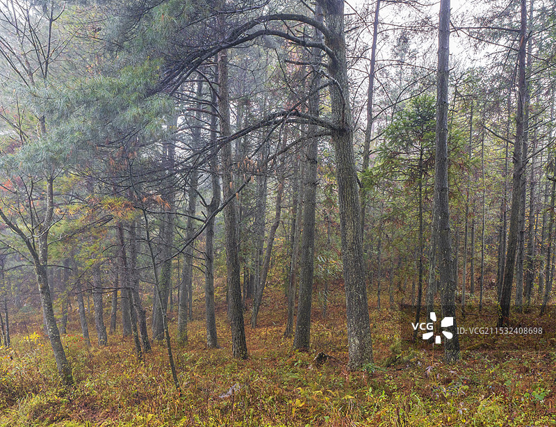 千野草场的秋天图片素材