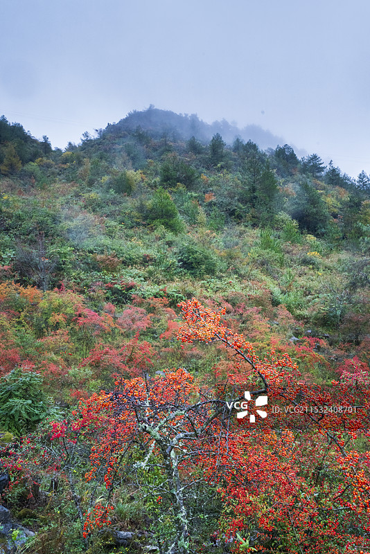 千野草场的秋天图片素材