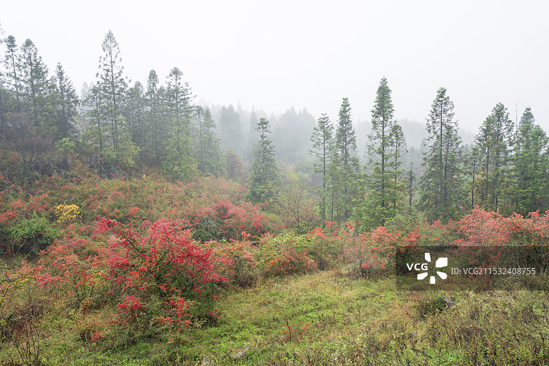 千野草场的秋天图片素材