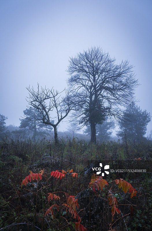 迷雾秋景图片素材