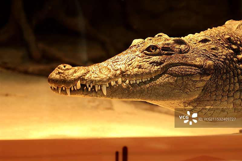 动物园里有什么图片素材