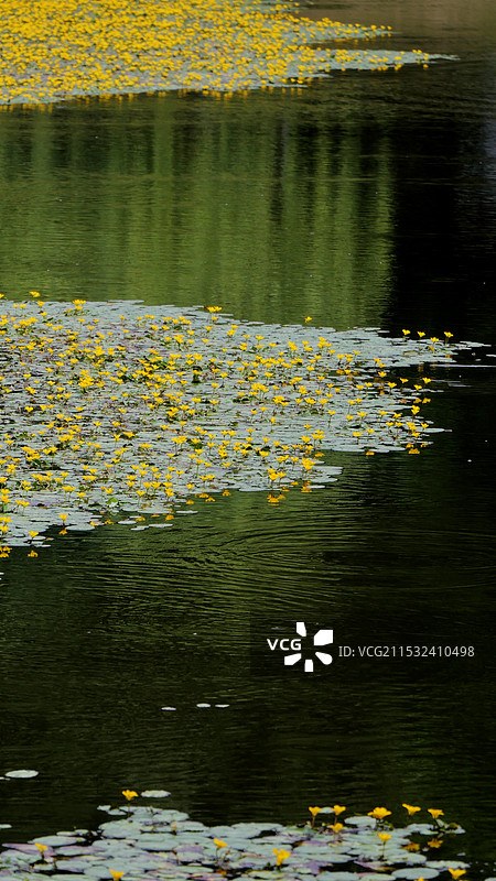 燕雀湖：参差荇菜图片素材