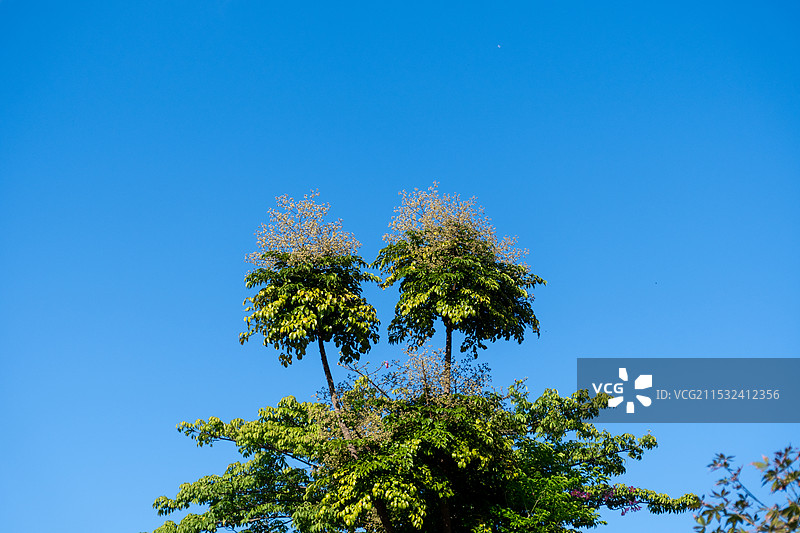 夏日树冠图片素材