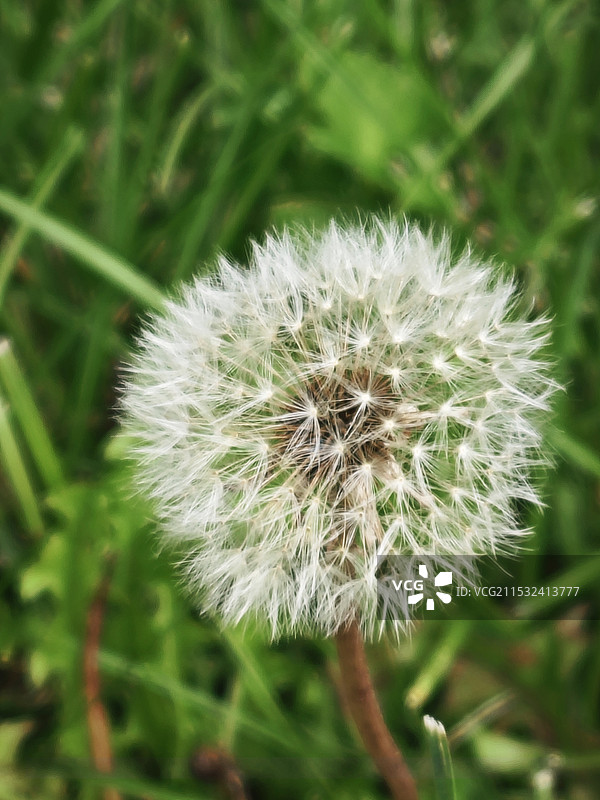 蒲公英图片素材