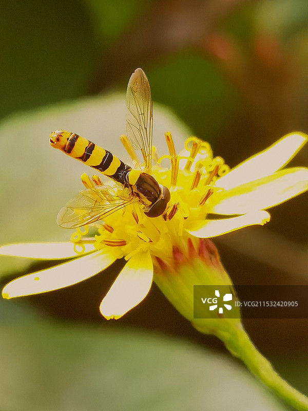 花上食蚜蝇图片素材