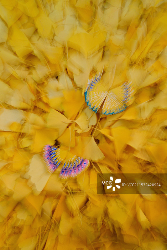 秋天金黄的银杏叶。手绘蝴蝶图片素材