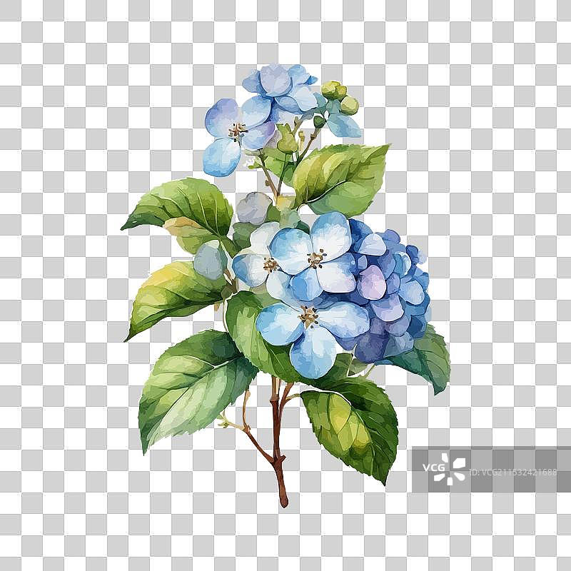 带叶子的绣球花水彩画图片素材