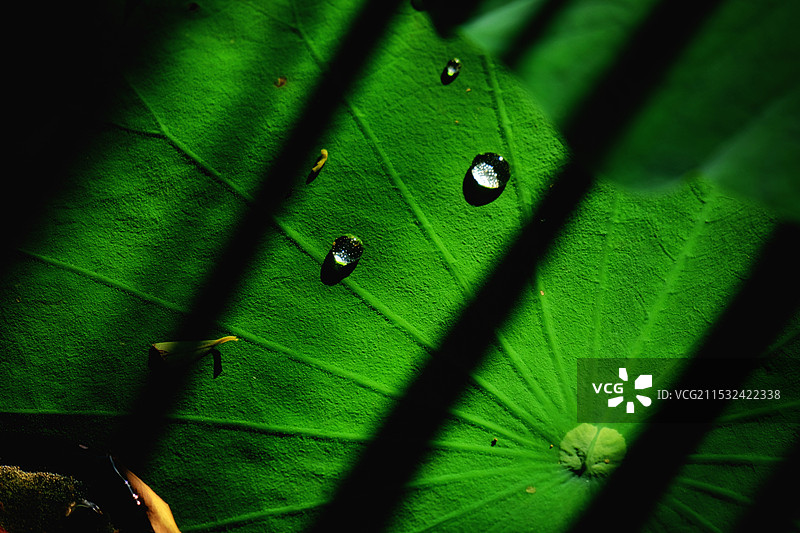 背景图夏天的荷叶图片素材