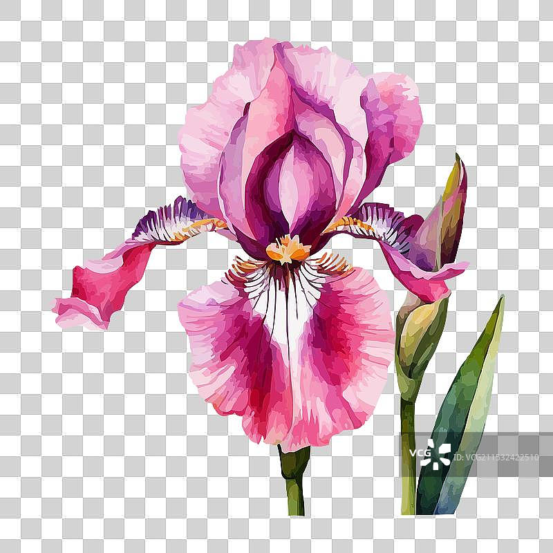 夏季花园中的鸢尾花水彩画图片素材