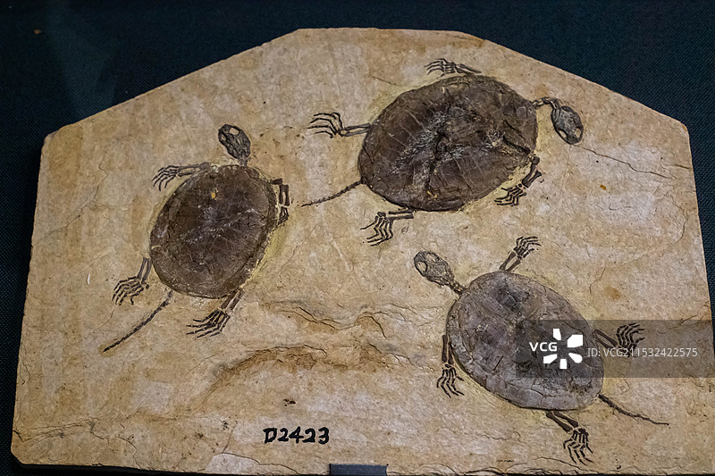 大连自然博物馆收藏的满洲龟化石图片素材