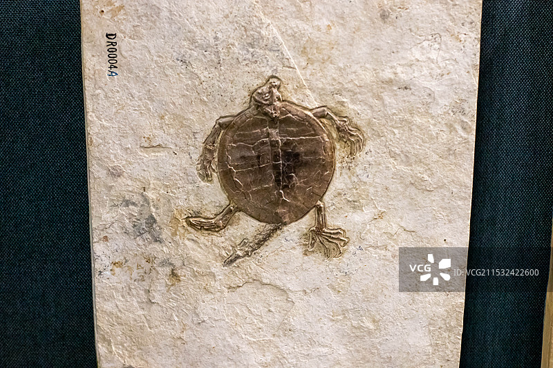 大连自然博物馆收藏的满洲龟化石图片素材