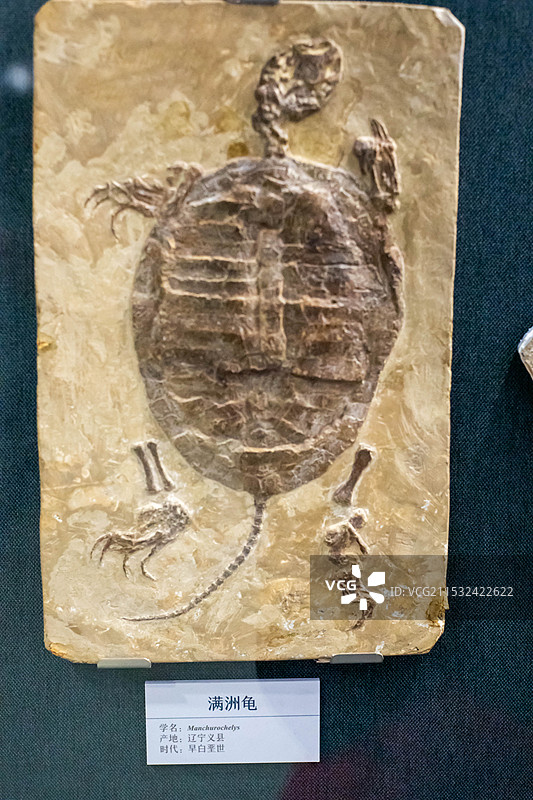 大连自然博物馆收藏的满洲龟化石图片素材
