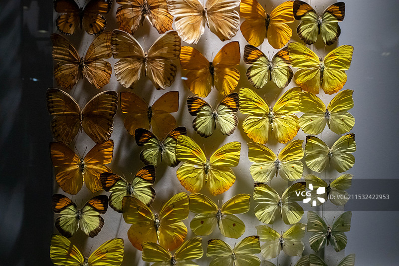 大连自然博物馆收藏的蝴蝶标本图片素材