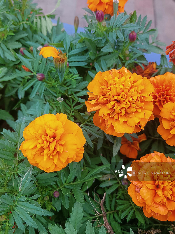 万寿菊图片素材