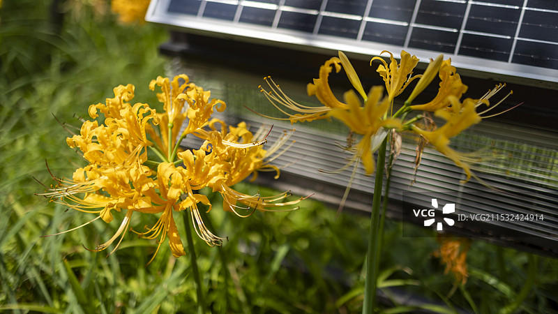 花丛里的光伏板图片素材