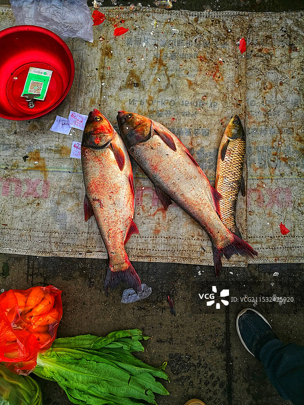 【绿色的收款码。红色的鱼】早市被售卖的鱼图片素材