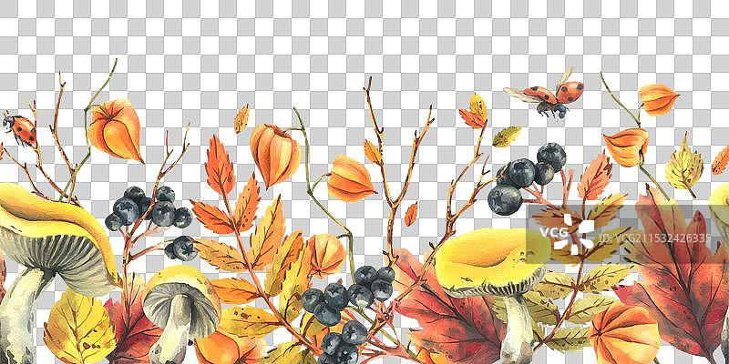 秋季浆果，灯笼果， chokeberry，山楂叶图片素材