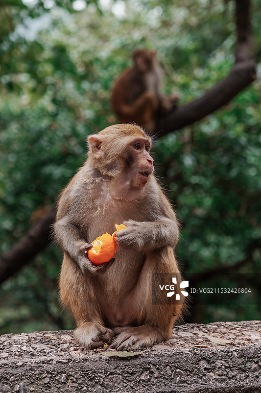 贵阳黔灵山公园猴群图片素材