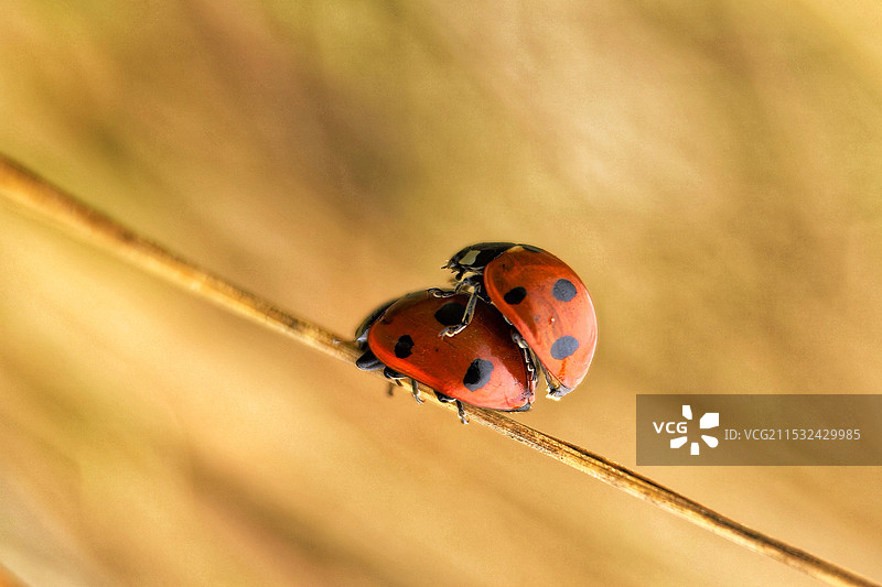 冬恋之歌图片素材