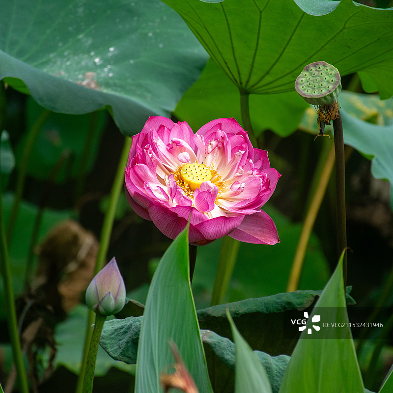 广西大学的花花世界图片素材