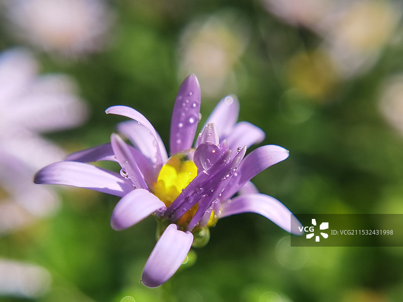 掌上明珠图片素材