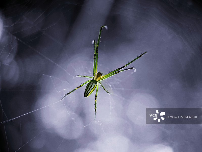 捕猎者图片素材