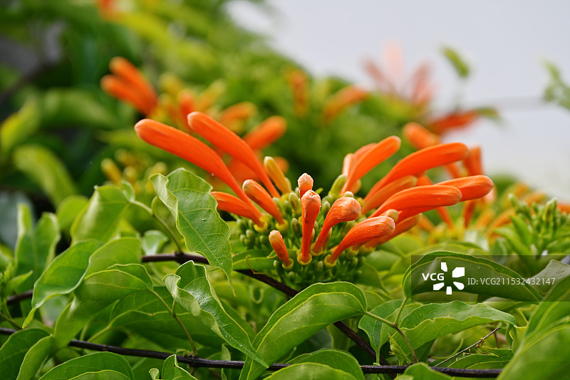 户外盛开的炮仗花特写镜头图片素材
