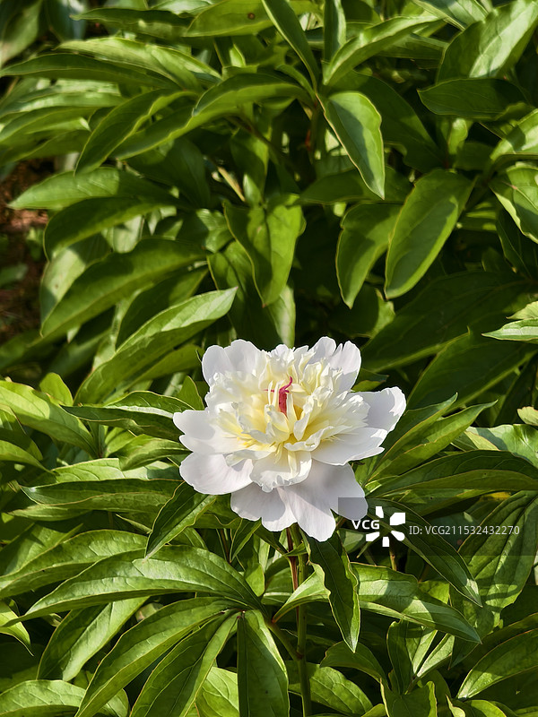 重庆垫江芍药产业园，芍药花图片素材