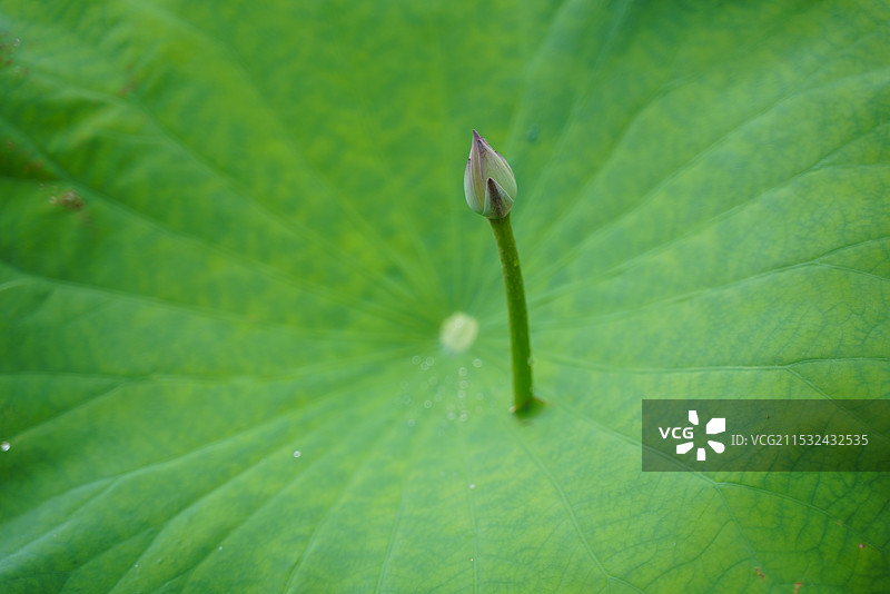 荷花荷叶图片素材