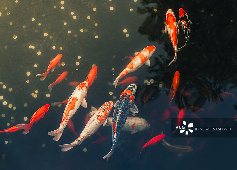 许愿池里的锦鲤图片素材