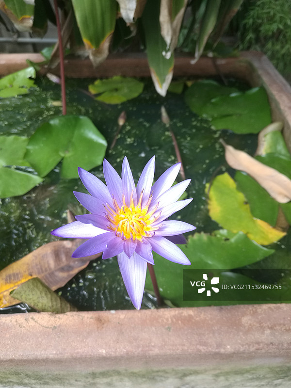 湖中紫色睡莲的特写镜头图片素材