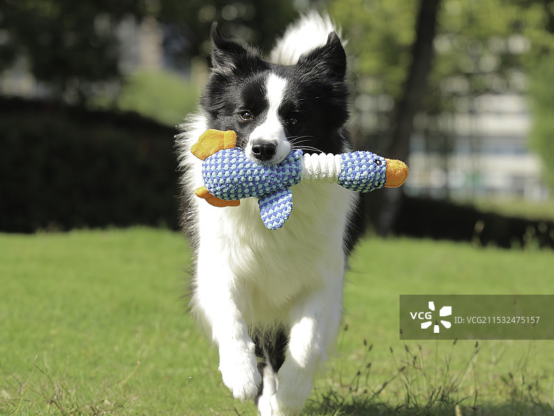 宠物玩具图片素材